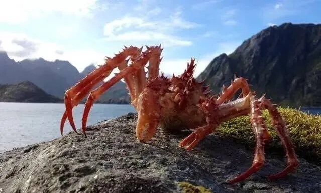 荒野古杯蟹藏身之谜，探秘狩猎新坐标