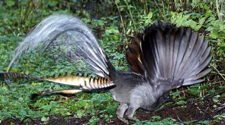 荒野寻宝！端丽翼鸟捕捉攻略大揭秘，掌握新技巧