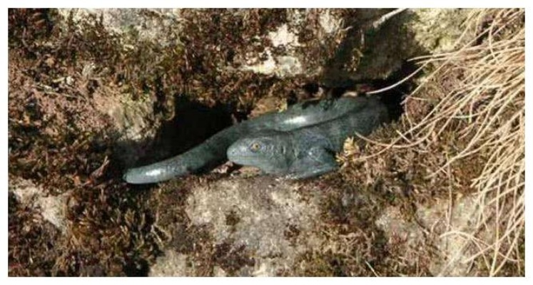 荒野寻踪：胶鲵藏身之谜及珍稀素材解析