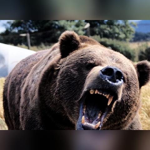 《荒野猎人》生物踪迹全解析，探秘生态分布新视角