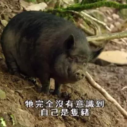 荒野农场解锁攻略：解锁条件揭秘，探索新价值！