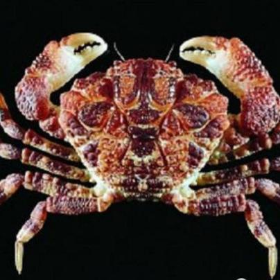 《黎明杀机》手游版震撼来袭，全新体验等你探索！