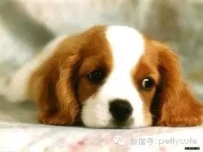 《看门狗:军团》竟无狗狗身影？探秘独特设计理念