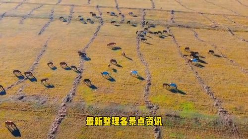 《朱紫伊布捕捉攻略：野外刷新技巧揭秘》