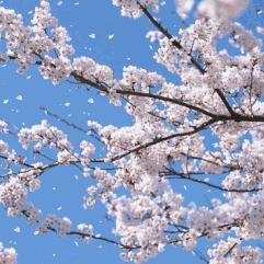 醉花阴门派加入攻略：揭秘独门秘籍，轻松融入江湖