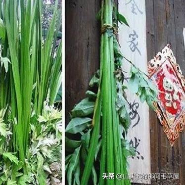 《鸣潮》剑菖蒲高效采集攻略，一网打尽位置秘籍