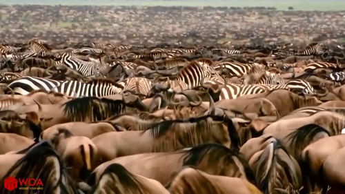 《萨尔瓦多加纳奇738伤害连段》群狼之城独家攻略！