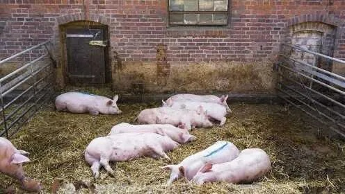 阿伯丁猪圈夫妻隐秘事：揭秘财富传承新秘密