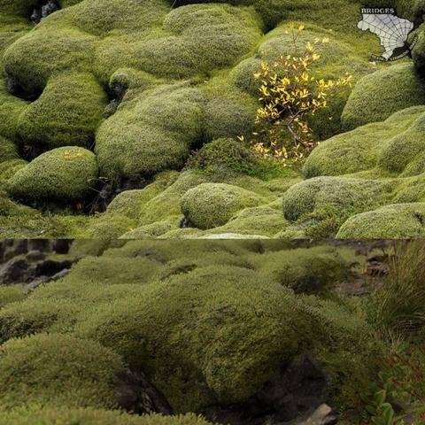 苔藓岩壁新视角，《死亡搁浅》探秘自然之美