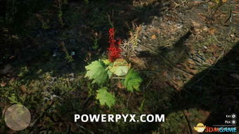 荒野大镖客1植物分布全解析，大表哥1生存挑战高阶攻略指南