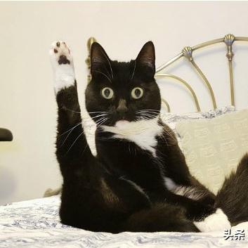 猫咪服装获取攻略，揭秘《塞尔达传说》智慧挑战新玩法