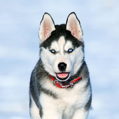 汪星人激战启幕，《命运2》守护萌宠新篇章