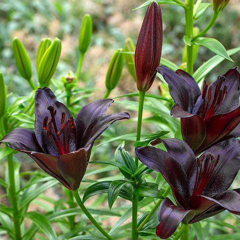 《植物大战僵尸杂交版》2.3.5新植物曝光：盘点神秘杂交新成员