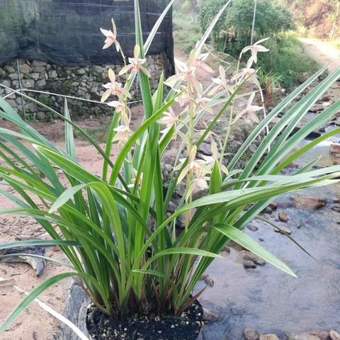 香港波兰精英揭秘，《彩虹六号》血兰花行动装备新亮点