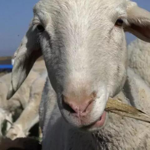 《羊了个羊》4月10日通关秘籍大公开！轻松解锁高分技巧