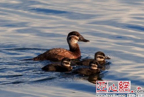《心动小镇》白头硬尾鸭寻踪记：探秘珍稀鸟踪迹