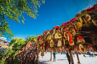 美洲火烈鸟奇遇地揭秘：心动小镇探秘之旅