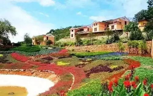 《心动小镇》黄眼鸽寻踪记：揭秘独特栖息地