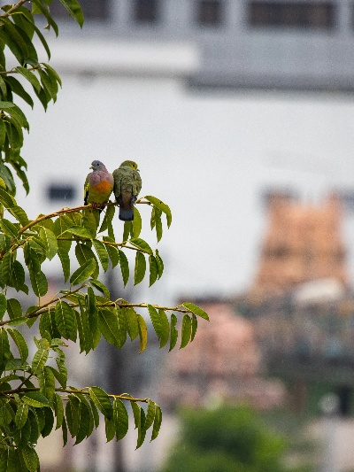 《心动小镇》红颈绿鸠寻踪记：探秘珍稀鸟儿栖息地
