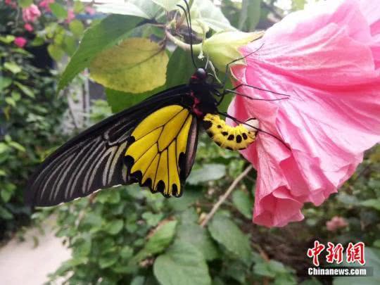 《心动小镇》黄缘螯蛱蝶捕捉攻略：掌握黄金位置，捕捉新体验