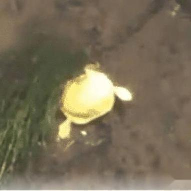 《心动小镇》金光宝石丽金龟捕捉攻略揭秘，新技巧助你轻松捕获！