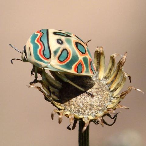 《心动小镇毕加索盾蝽捕捉攻略：隐藏位置大揭秘》