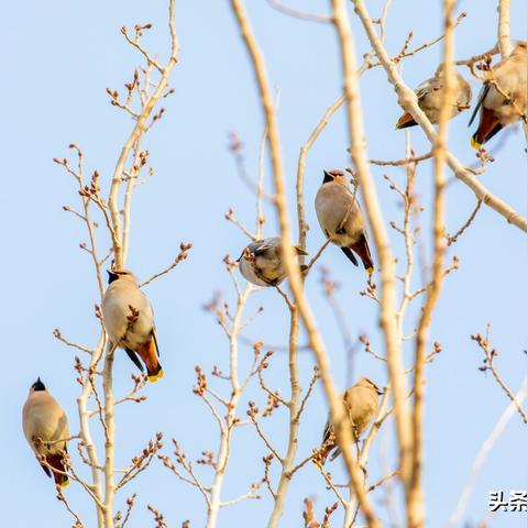 《鸣潮》奇遇探秘：鸟语宝箱藏匿新线索