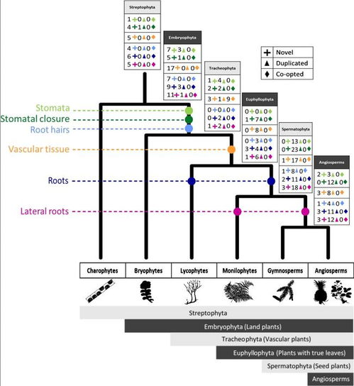 植物杂交新进化，冷却重设大揭秘