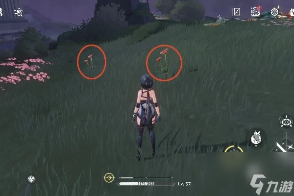 《鸣潮》妙弋花高效采集攻略，轻松升级必备！