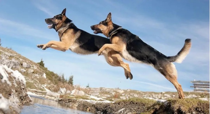 《麦芬利爪犬蜕变揭秘：剑舞技能全解析》