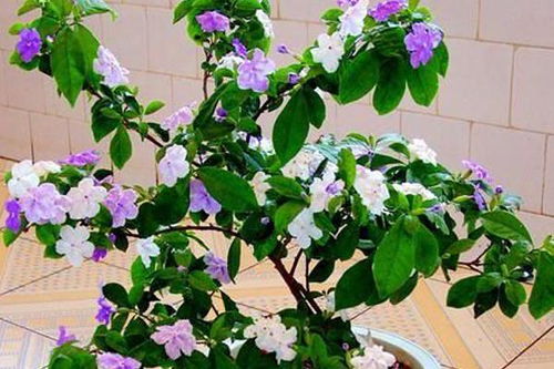 《鸣潮》探秘：鸳鸯花与木莲高效采集攻略分享