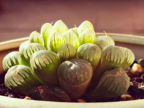 《鸣潮》新手攻略：轻松开荒，掌握高效入门技巧