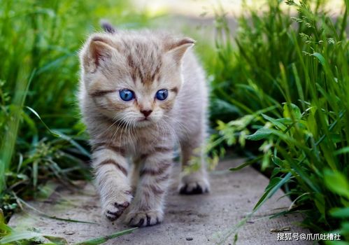 猫咪解救攻略：揭秘《动物井》全新救猫秘籍