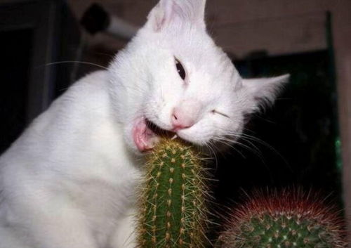 猫咪集结攻略：揭秘《动物井》全收集秘籍！