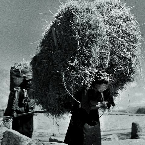 《庄园领主》重建和平攻略：深度解析困难难度新策略