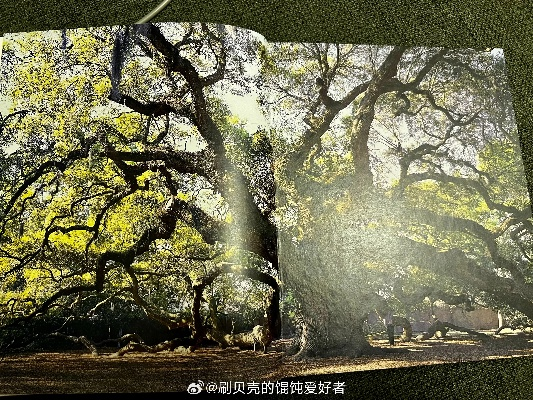 《树影秘境：探寻第一棵树的奇幻之旅》