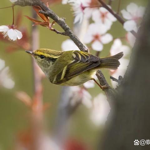夜莺传说新玩法揭秘：轻松加入好友多人畅玩攻略