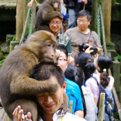 云海鹿捕获攻略：揭秘最强骑宠养成秘籍