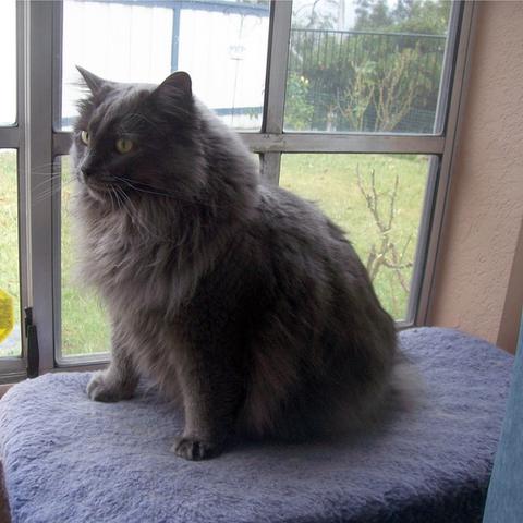 《博德之门3》摩尔位置速查，探秘摩尔行踪攻略全解析