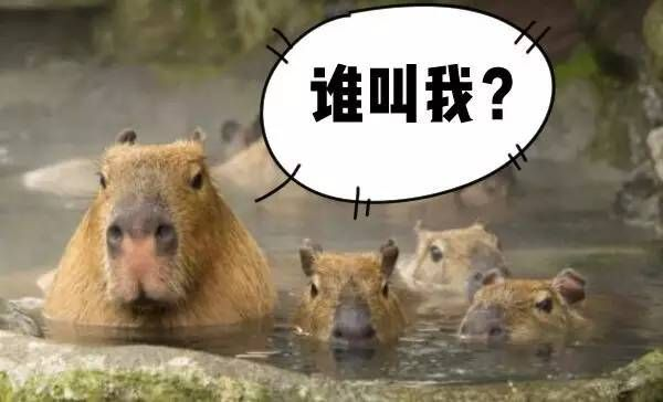 《无敌水豚深度解析》揭秘玩法，趣味无限！