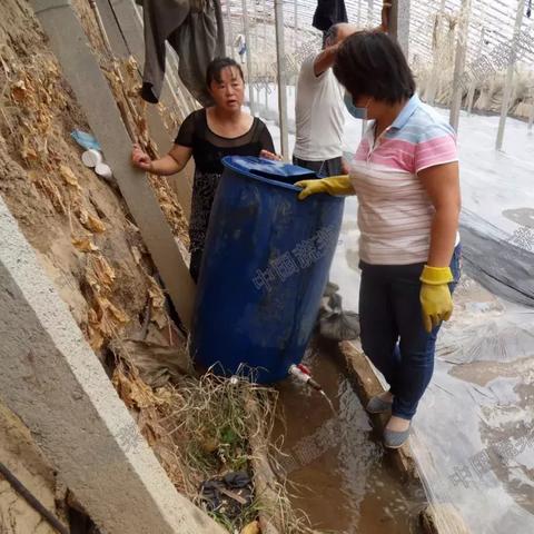 塔休幼苗分布全解析，高效收集攻略秘籍大公开