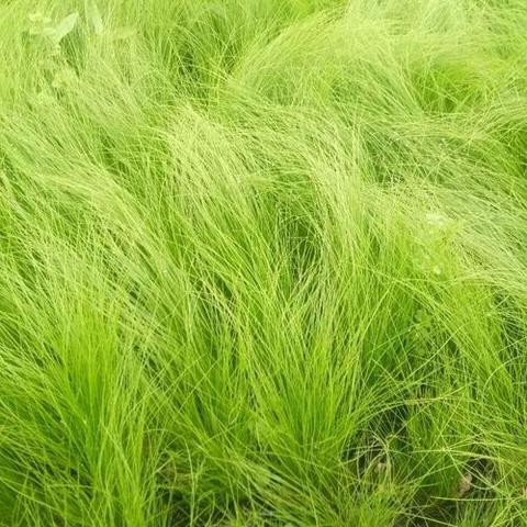 《元梦之星》飘荡秘籍：轻松掌握随风飘荡技巧