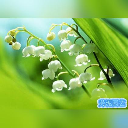 《铃兰之剑》盛宴攻略：第九幕通关秘籍解锁新境界