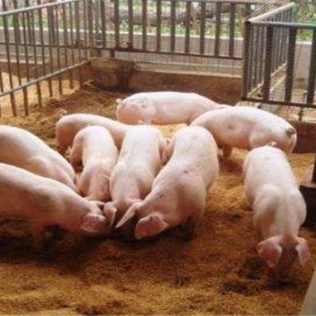 溶解之心野蛮人屠宰场BD：BD解析新视角，深度剖析暗黑4精髓