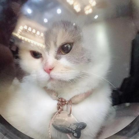 《暖雪》全蓝挑战攻略，深度解析强化图鉴新价值