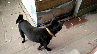 《辐射4》萌宠曝光，开发团队笑翻新惊喜！