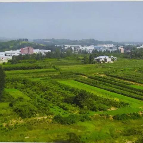 《莲花古城不死鸟攻略：高效打法揭秘》