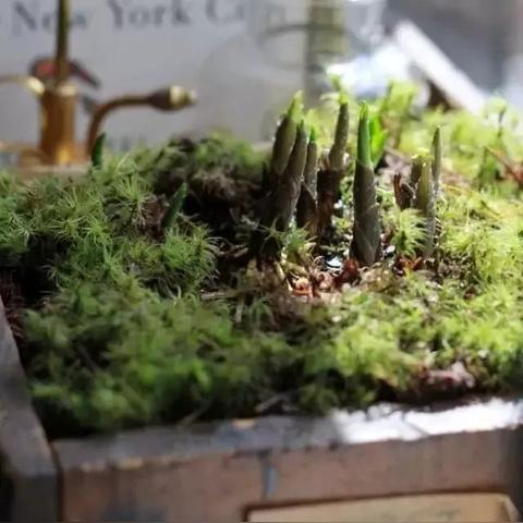 《铃兰之剑》养成攻略：深度解析，解锁最强角色！