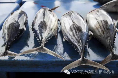 生态失衡惊悚现，《巫师3》食物链崩溃后果触目惊心