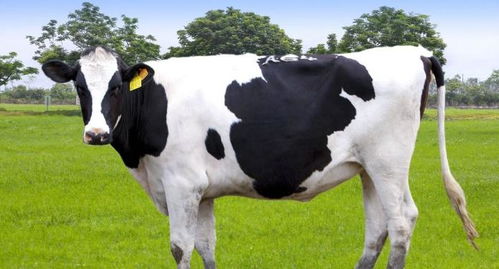 奶牛花归来，温馨《模拟人生4》预告片，情感新体验